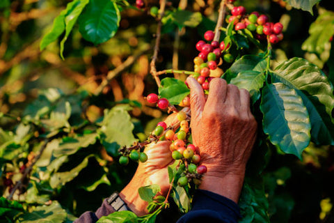 Picking Coffee Berries