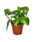 House Plant Wholesale - POTHOS GOLDEN 4-inch - Main Street Roasters®