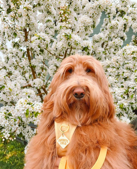 Freshwater Curated Goods - Favorite Child Pet Tag