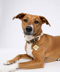 Brown dog wearing a collar with a tag with 'Favorite Child' text on a white background