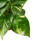 House Plant Wholesale - POTHOS GOLDEN 4-inch - Main Street Roasters®