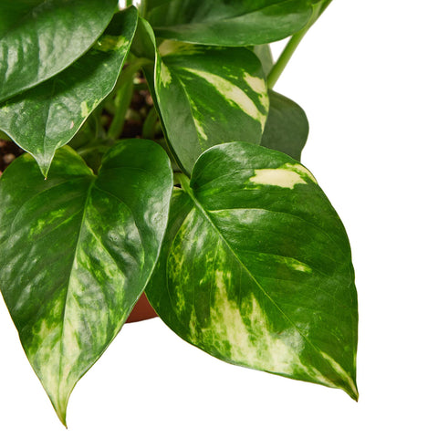 House Plant Wholesale - POTHOS GOLDEN 4-inch - Main Street Roasters®